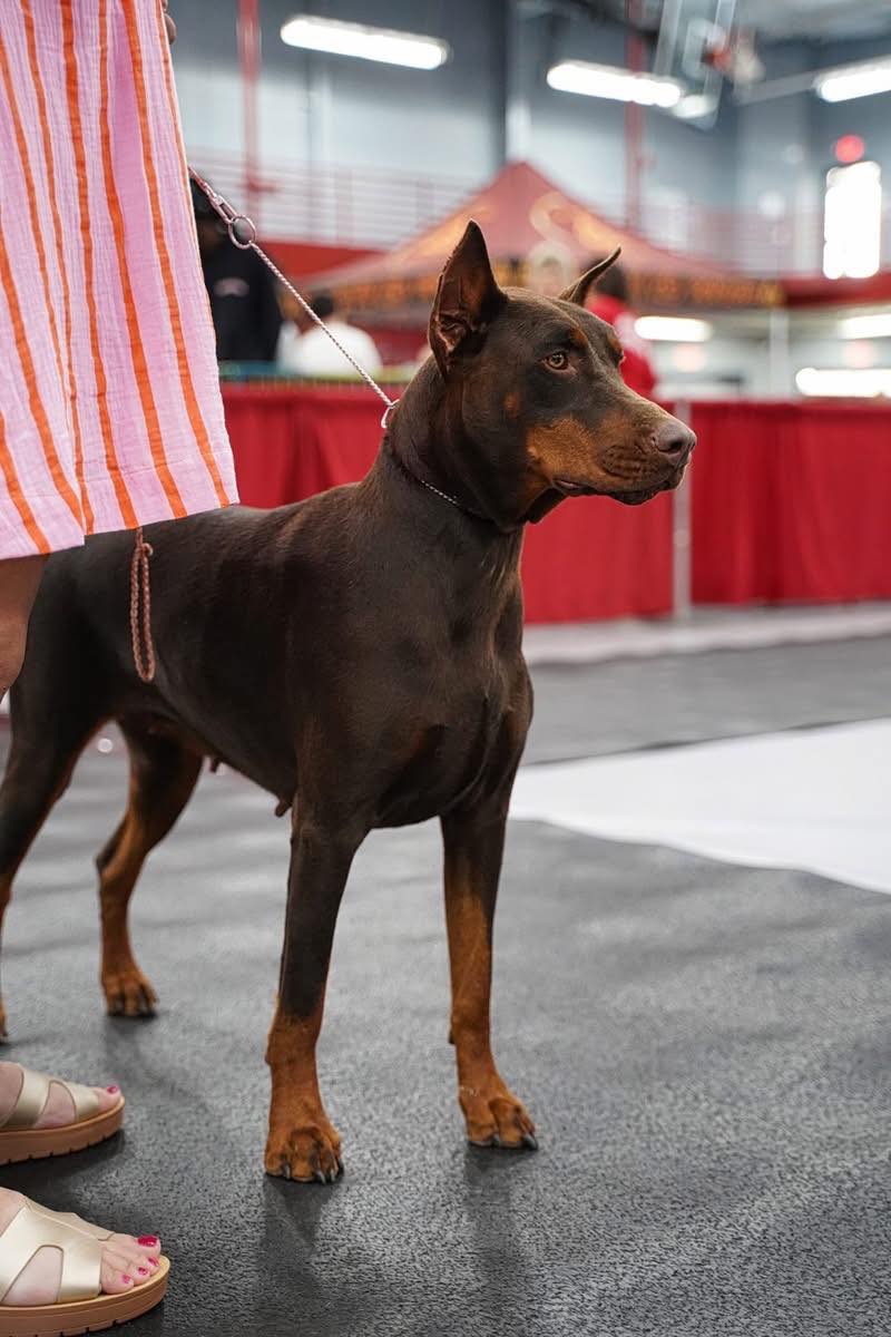 Jason Dobermans Nala Baby